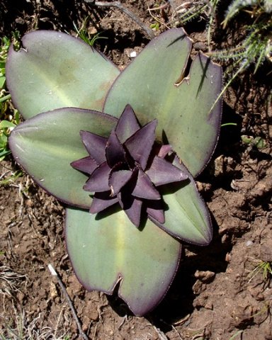 Eucomis schijffii from above